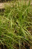 Carex muskingumensis 'Oehme' RCP6-2014 244.JPG